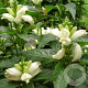 Chelone obliqua 'Alba' GM P9