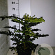 Mahonia media 'Winter Sun' 40-50 cm 5,0L