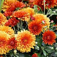 Chrysanthemum (M) 'Wirrar Surpreme' GM P9