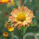 Chrysanthemum (I) 'Dernier Soleil' GM P9