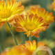 Chrysanthemum (I) 'Dernier Soleil' GM P9