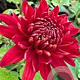 Chrysanthemum (K) 'Fellbacher Wein' GM P9