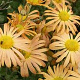 Chrysanthemum (R) 'Mary Stoker' GM P9