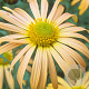 Chrysanthemum (R) 'Mary Stoker' GM P9