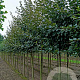 Malus 'Herkenrode' 14-16 HO draadkluit