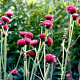Cirsium rivulare GM P9