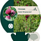 Cirsium rivulare 'Atropurpureum' GM P9