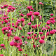 Cirsium rivulare 'Atropurpureum' GM P9