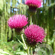 Cirsium rivulare 'Atropurpureum' GM P9