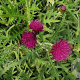 Cirsium rivulare 'Atropurpureum' GM P9