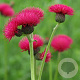 Cirsium rivulare 'Atropurpureum' GM P9