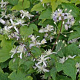 Clematis 'Mrs Robert Brydon' GM P9