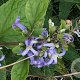 Clematis tubilosa# GM P9