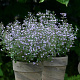 clinopodium calamintha blue cloud# GM P9