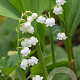 Convallaria majalis GM P9