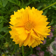Coreopsis gr. 'Badengold' GM P9