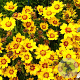 Coreopsis gr. 'Sonnenkind' GM P9