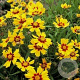 Coreopsis gr. 'Sonnenkind' GM P9