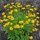 Coreopsis gr. 'Sunburst' GM P9