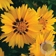 Coreopsis lanceolata GM P9