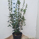 Osmanthus heterophyllus 60-80 cm 7,5L