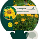 Coreopsis lanceolata 'Sterntaler' GM P9