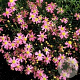 Coreopsis r. 'American Dream' GM P9