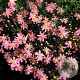 Coreopsis r. 'American Dream' GM P9