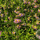Coreopsis r. 'American Dream' GM P9