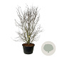 Parrotia persica 300-350 cm cont. 500L solitair