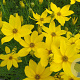 Coreopsis verticillata GM P9