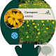 Coreopsis verticillata GM P9