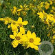 Coreopsis verticillata GM P9