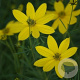 Coreopsis verticillata GM P9