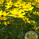 Coreopsis vert. 'Grandiflora' GM P9