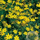 Coreopsis vert. 'Grandiflora' GM P9