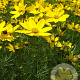 Coreopsis vert. 'Grandiflora' GM P9