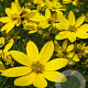 Coreopsis vert. 'Grandiflora' GM P9