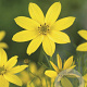 Coreopsis vert. 'Grandiflora' GM P9