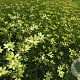 Coreopsis vert. 'Moonbeam' GM P9