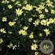 Coreopsis vert. 'Moonbeam' GM P9