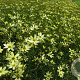 Coreopsis vert. 'Moonbeam' GM P9