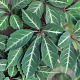 Parthenocissus henryana 150-175 cm vierkant rond 5,5L