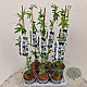 Passiflora caerulea 70-75 cm 2,5L