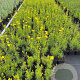 Coreopsis vert. 'Zagreb' GM P9