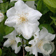 Philadelphus 'Natchez' 60-80 cm 15L solitair