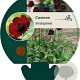 Cosmos atrosanguineus GM P9