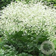 Crambe cordifolia GM P9