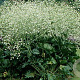 Crambe cordifolia GM P9