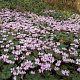 Cyclamen coum GM P9